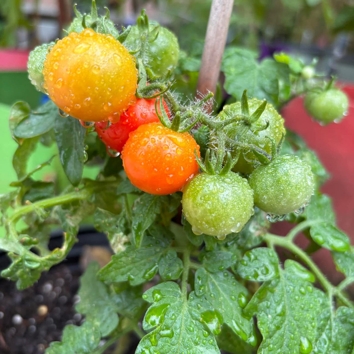 Micro Tomato Sampler