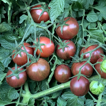 PURPLE BUMBLEBEE TOMATO SEEDS