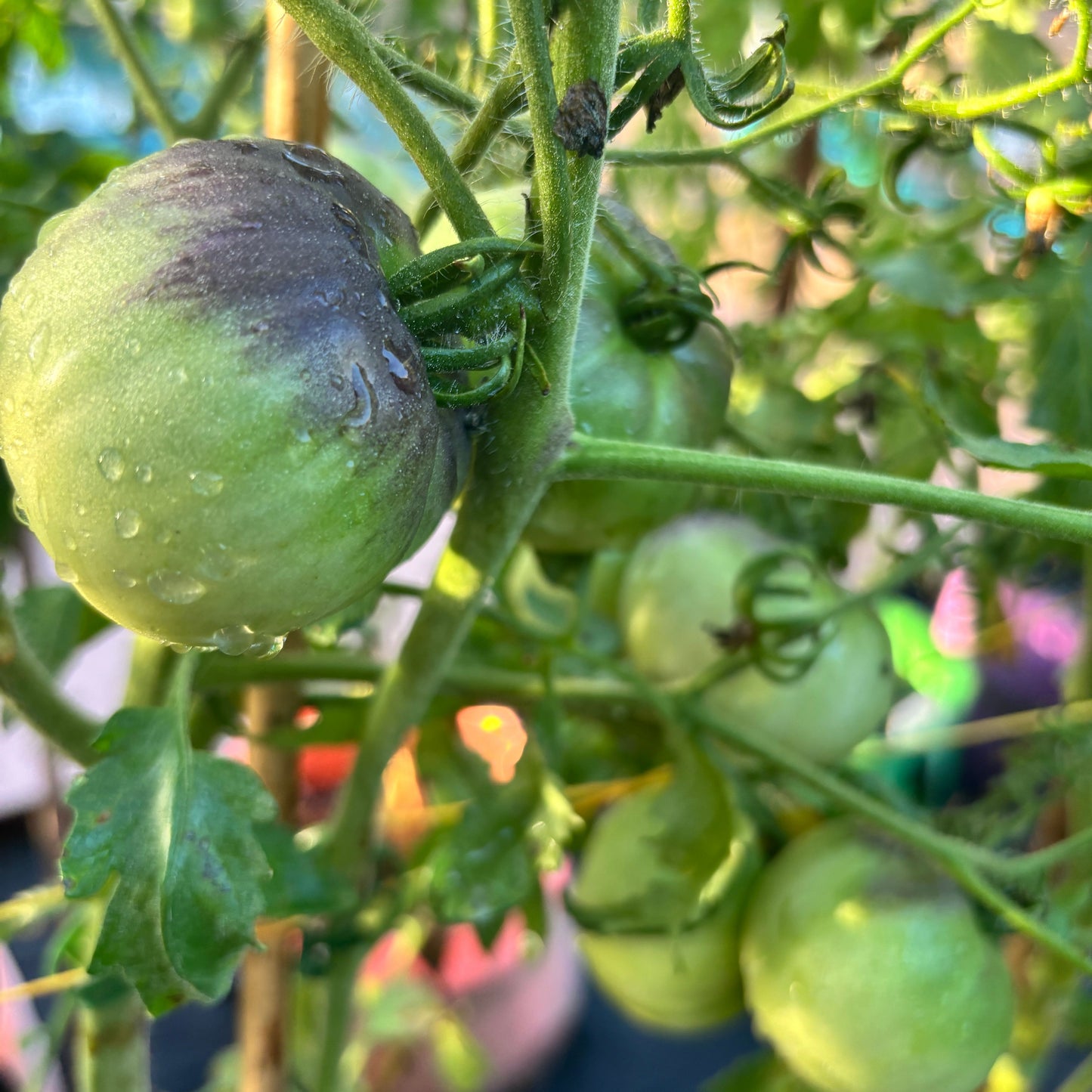 ALBO VERTE TOMATO SEEDS