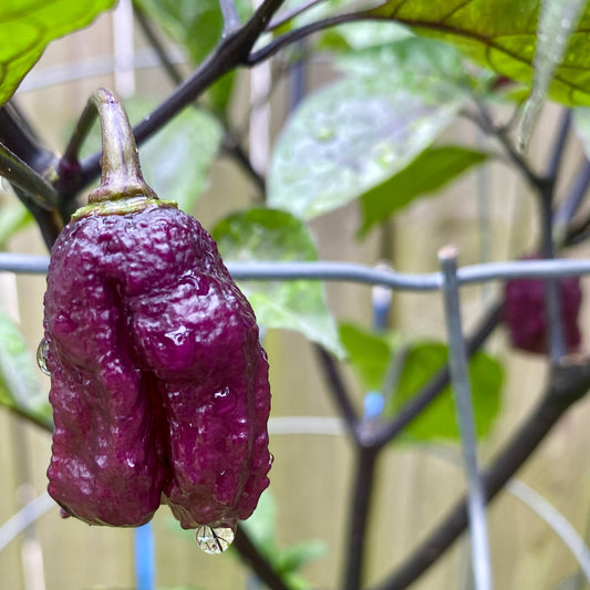 PURPLE GATOR JIGSAW PEPPER SEEDS