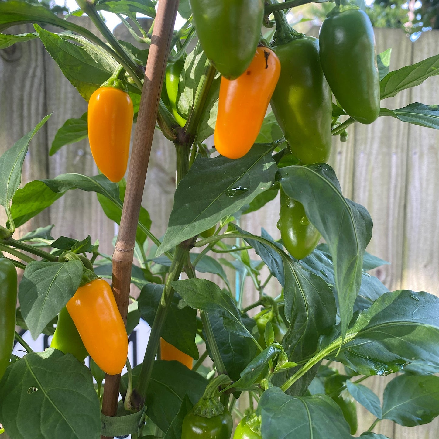 PUMPKIN SPICE JALAPENO PEPPER SEEDS