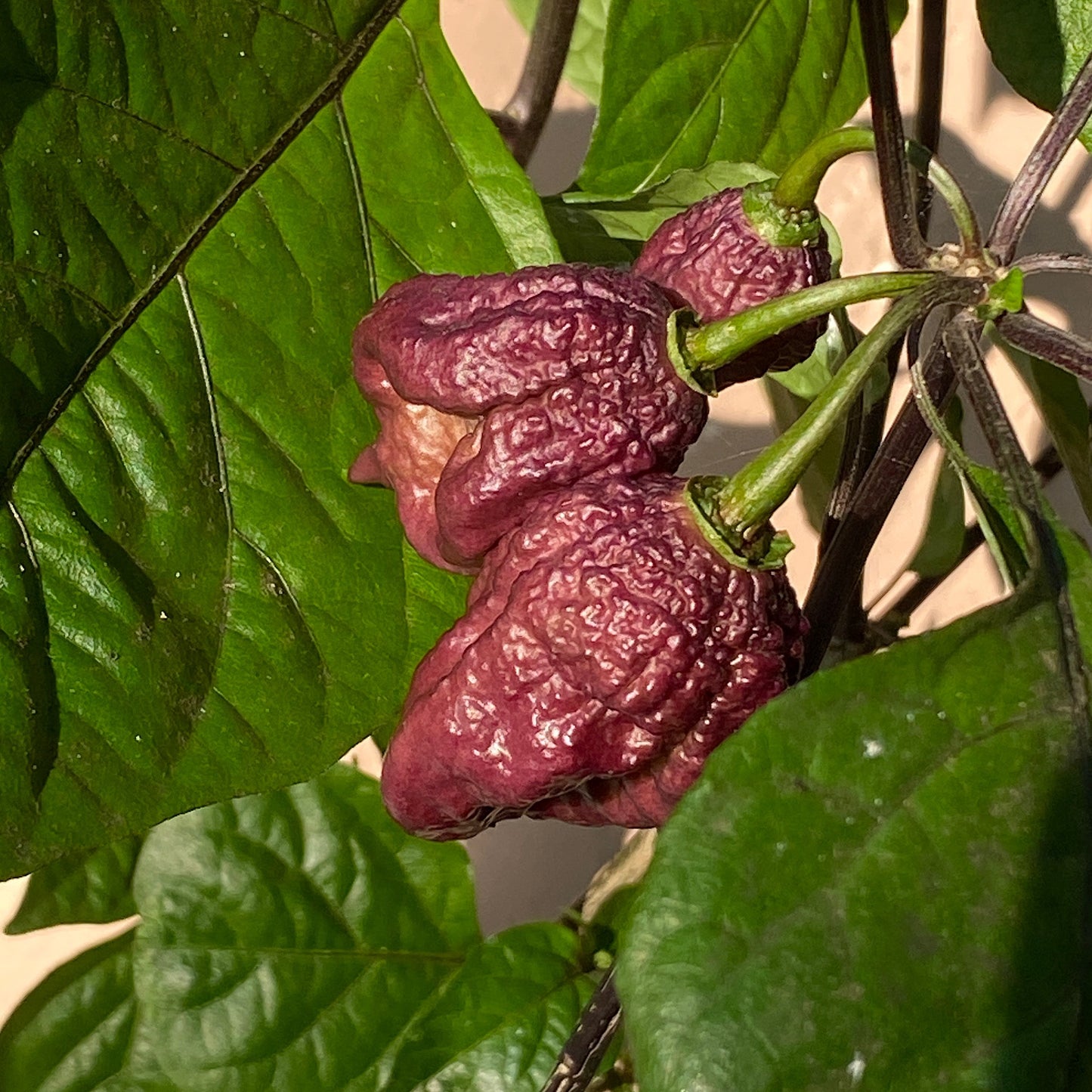 PURPLE GATOR JIGSAW PEPPER SEEDS