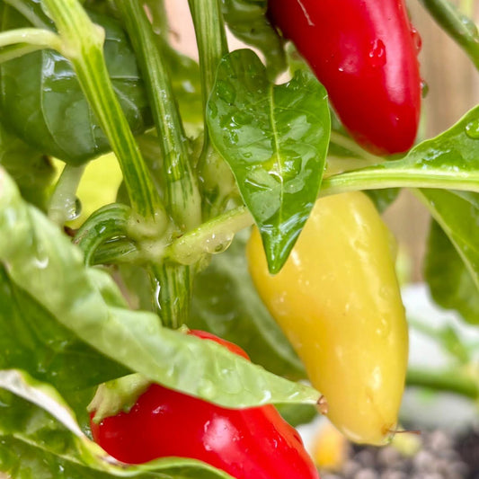 SLEAZY YEEZY JALAPEÑO PEPPER SEEDS