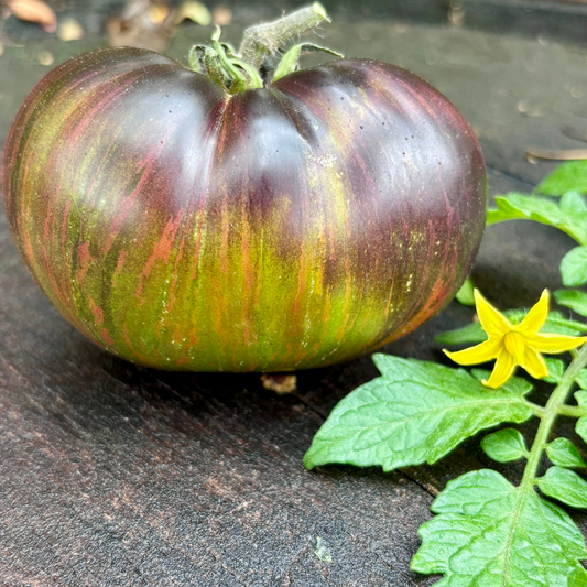 FASCINATION STREET TOMATO SEEDS BY BILL YODER
