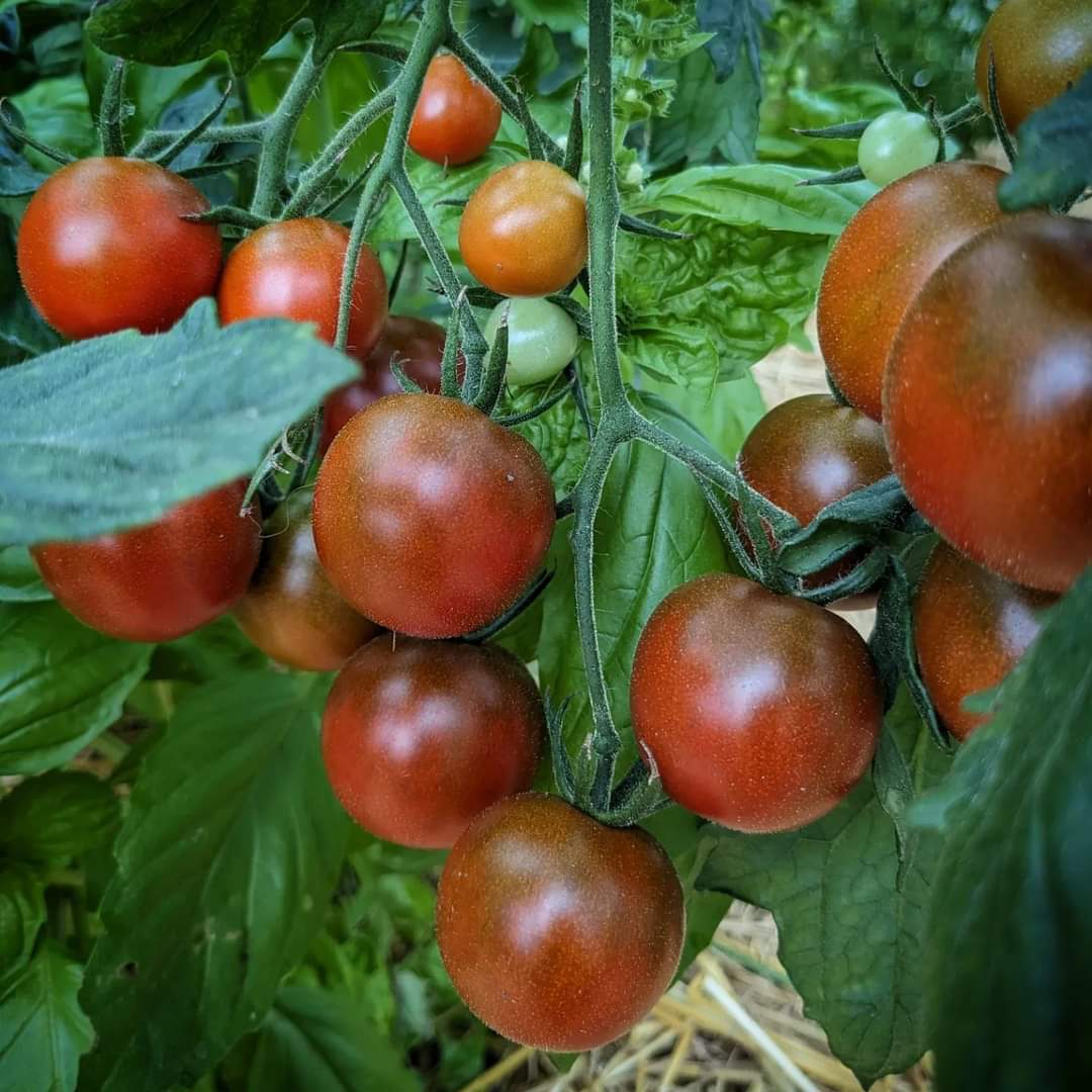 Hoosier Outlaw Black Cherry