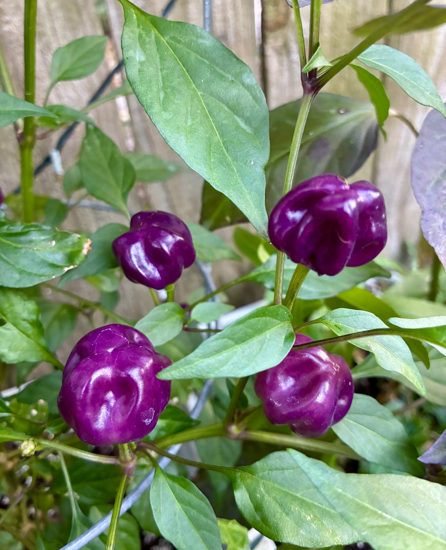 PURPLE PUMPKIN PEPPER SEEDS