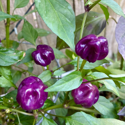 PURPLE PUMPKIN PEPPER SEEDS