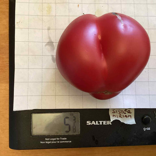 Sister Miriam Tomato Seeds