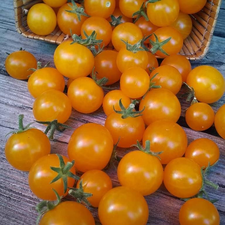 Micro Tomato Sampler