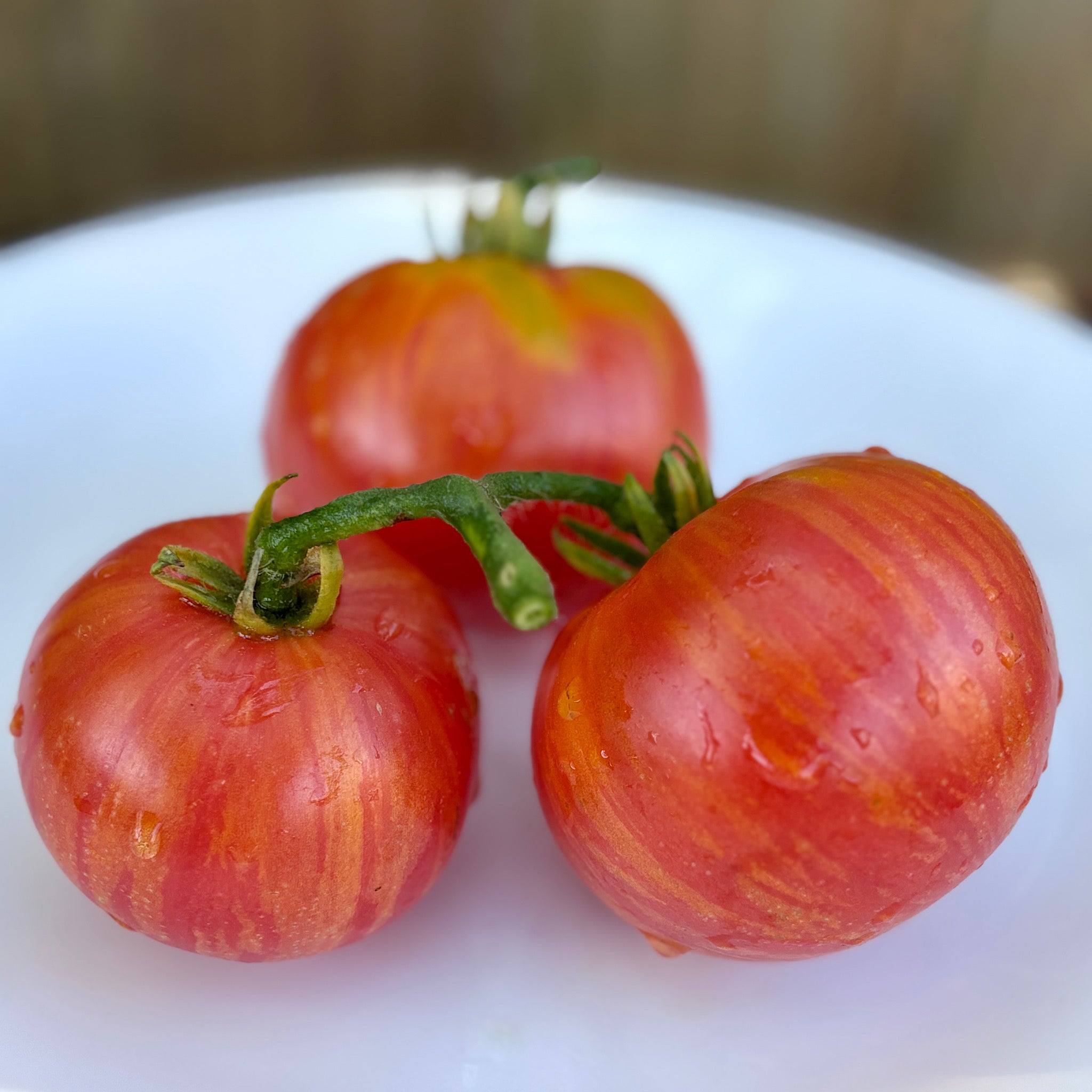 KIP'S STRIPES DWARF TOMATO SEEDS – Secret Seed Cartel