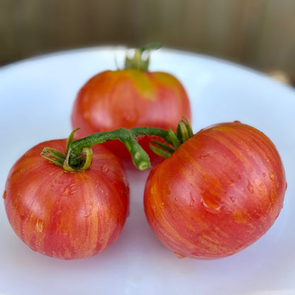 KIP’S STRIPES DWARF TOMATO SEEDS
