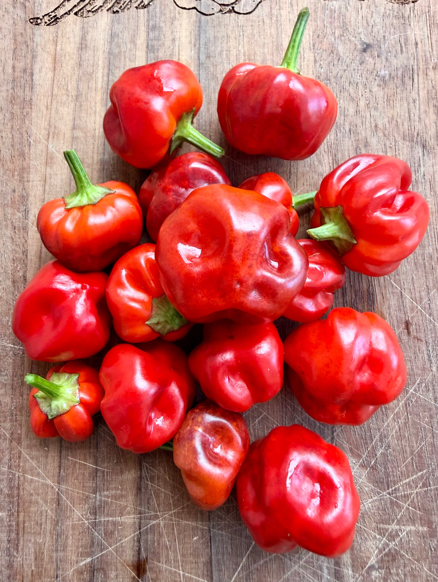 PURPLE PUMPKIN PEPPER SEEDS