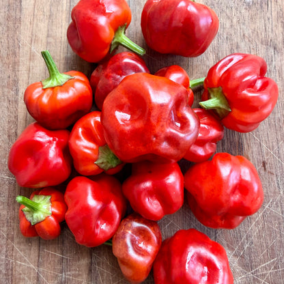 PURPLE PUMPKIN PEPPER SEEDS