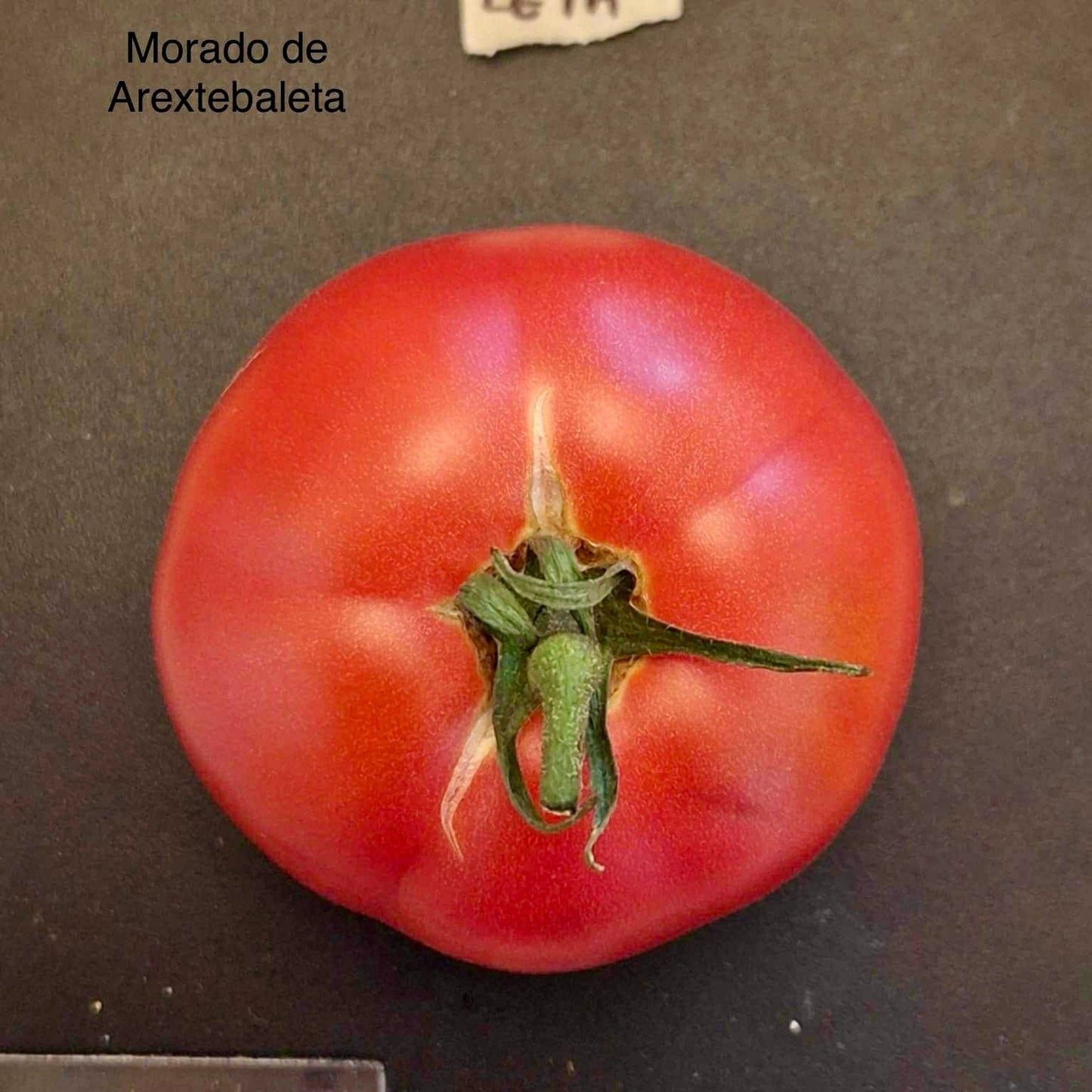 Morado de Aretxabaleta