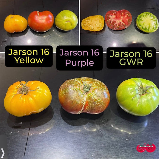 JARSON 16 GWR TOMATO SEEDS