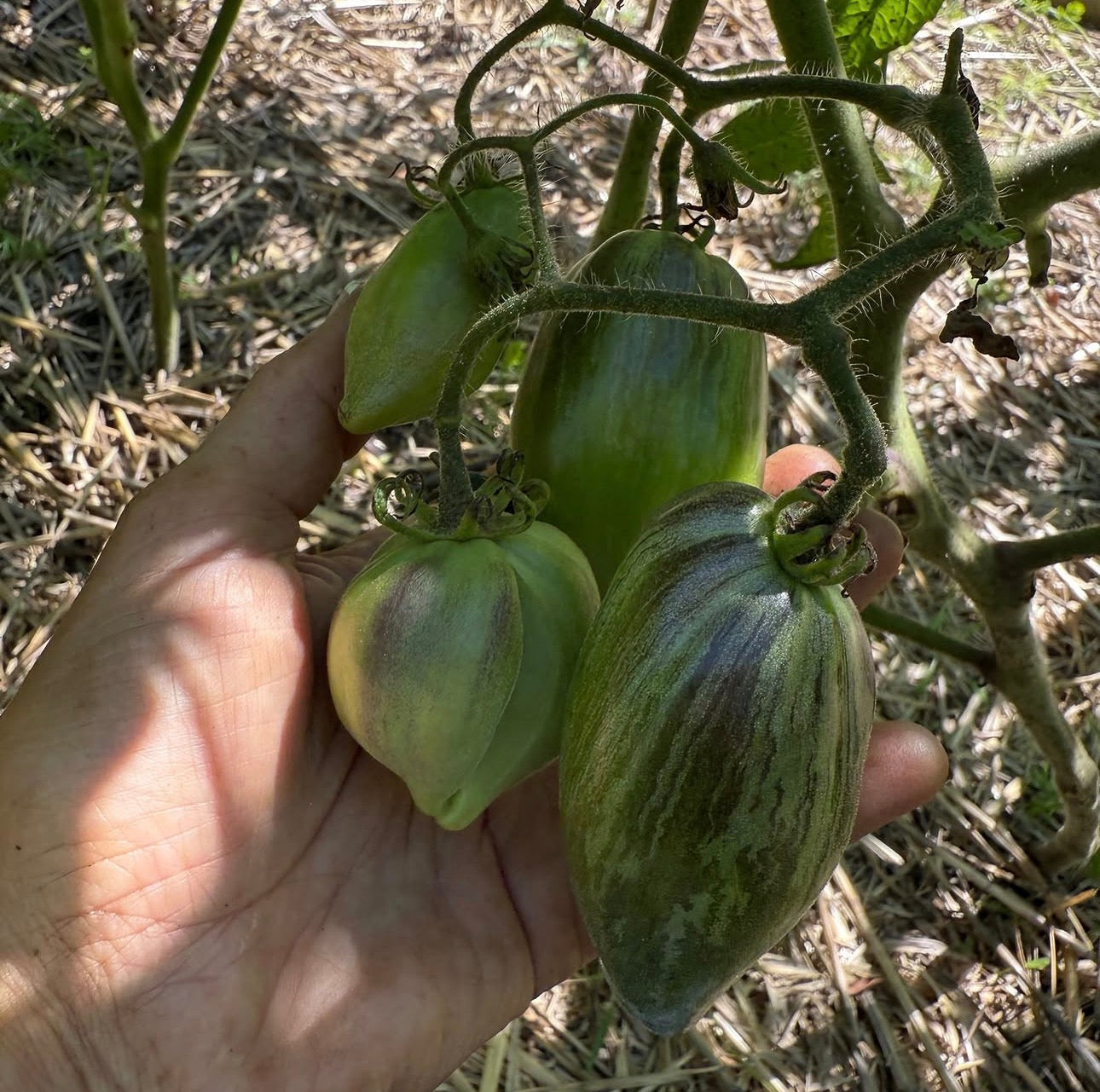 EMERALD COMET SOFIA (F7) TOMATO SEEDS