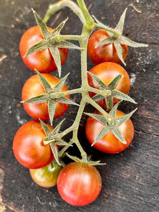 HUNGRY LIKE THE WOLF TOMATO SEEDS BY BILL YODER