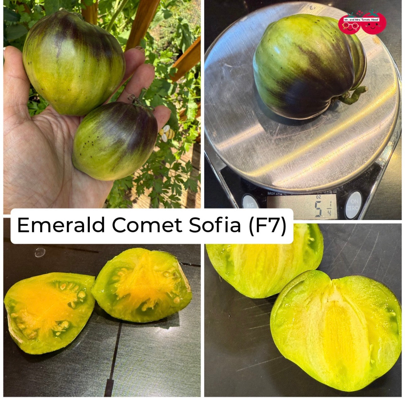 EMERALD COMET SOFIA (F7) TOMATO SEEDS