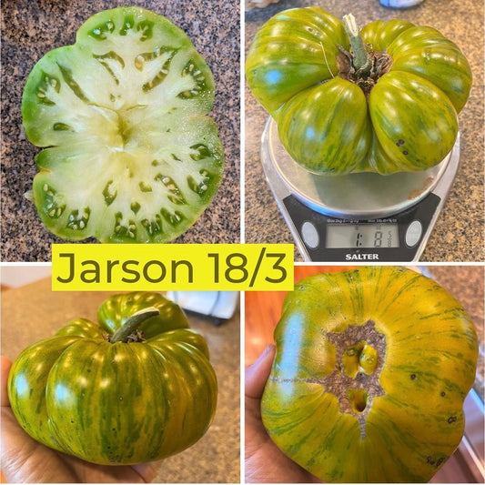 JARSON 18/3 TOMATO SEEDS