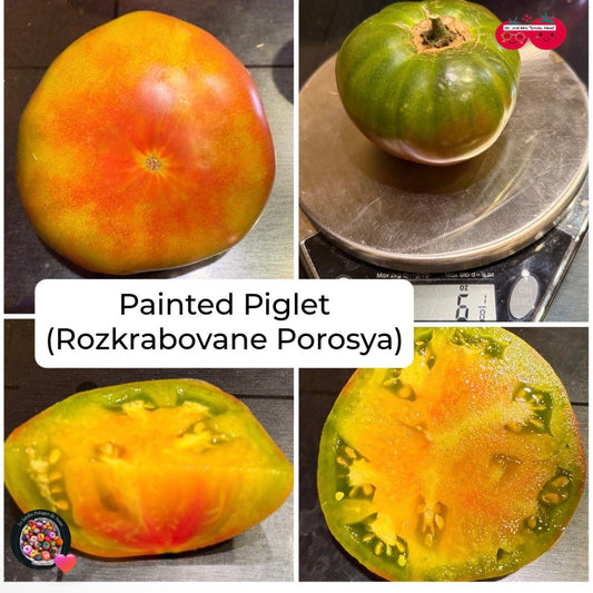 PAINTED PIGLET TOMATO SEEDS