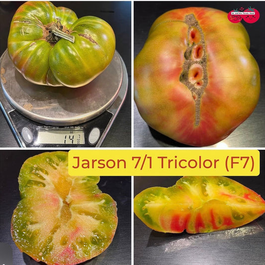 JARSON 7/1 TRICOLOR TOMATO SEEDS (F7)