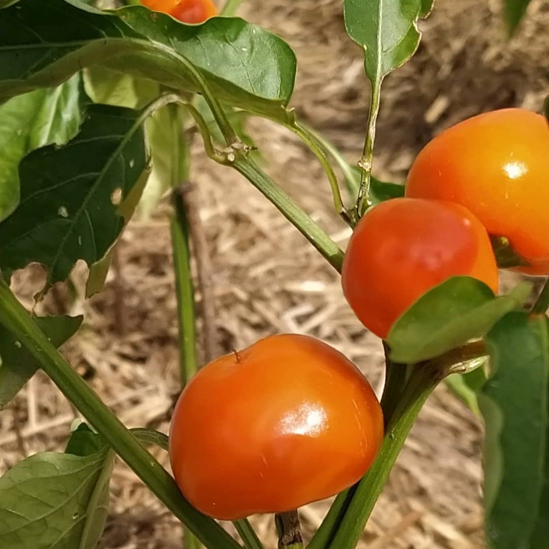 Golden Peppādew