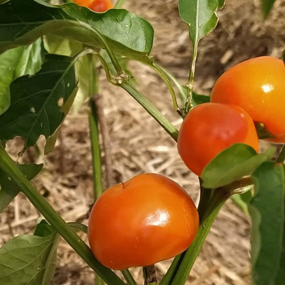 Golden Peppādew