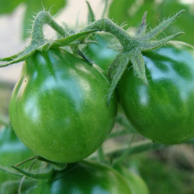 Grinch Cherry Dwarf
