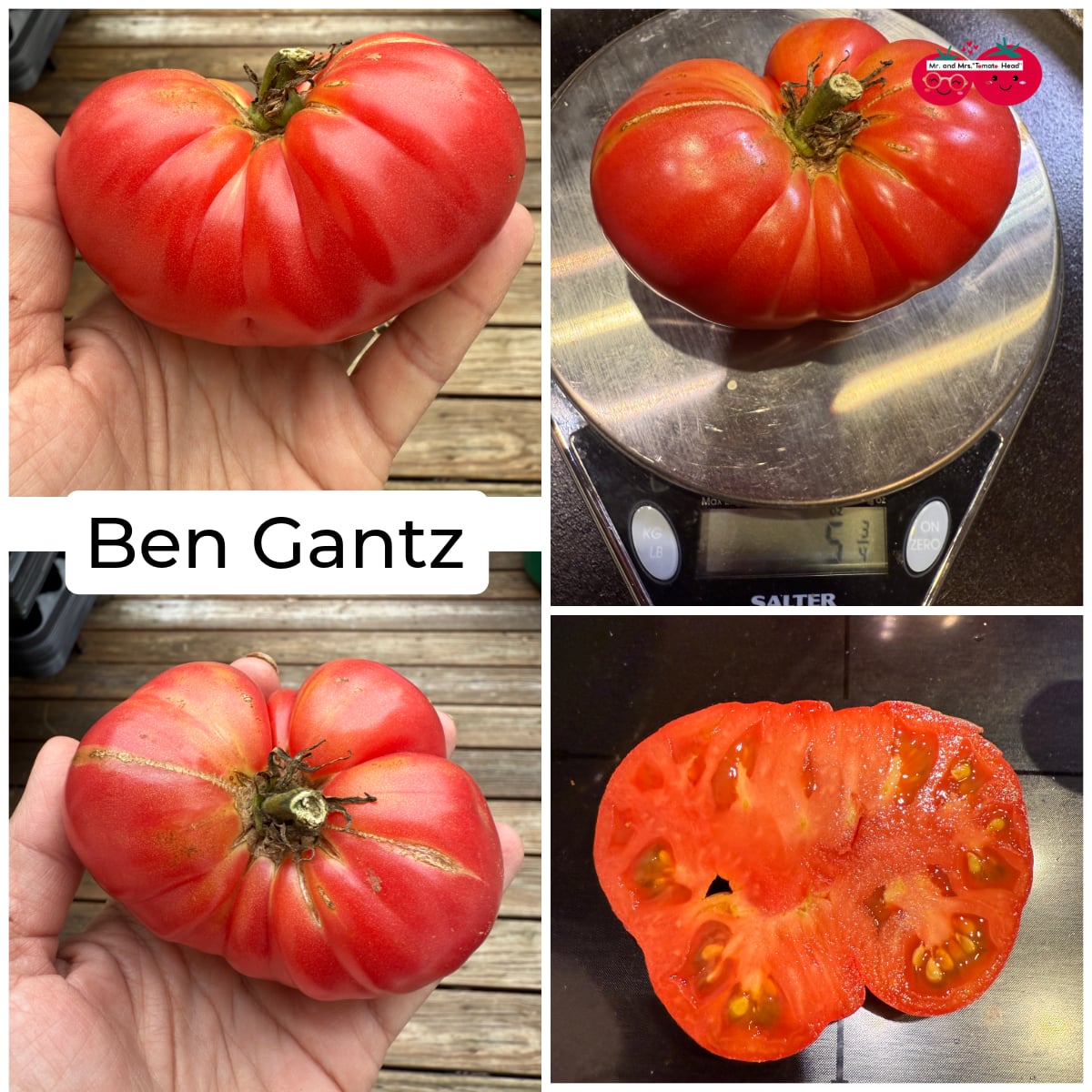 BEN GANTZ TOMATO SEEDS
