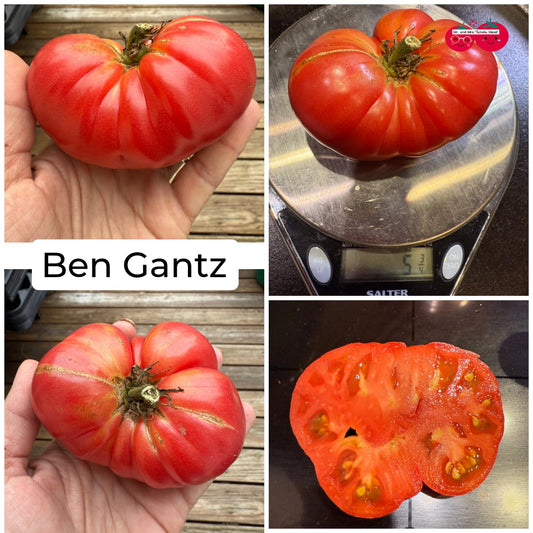BEN GANTZ TOMATO SEEDS