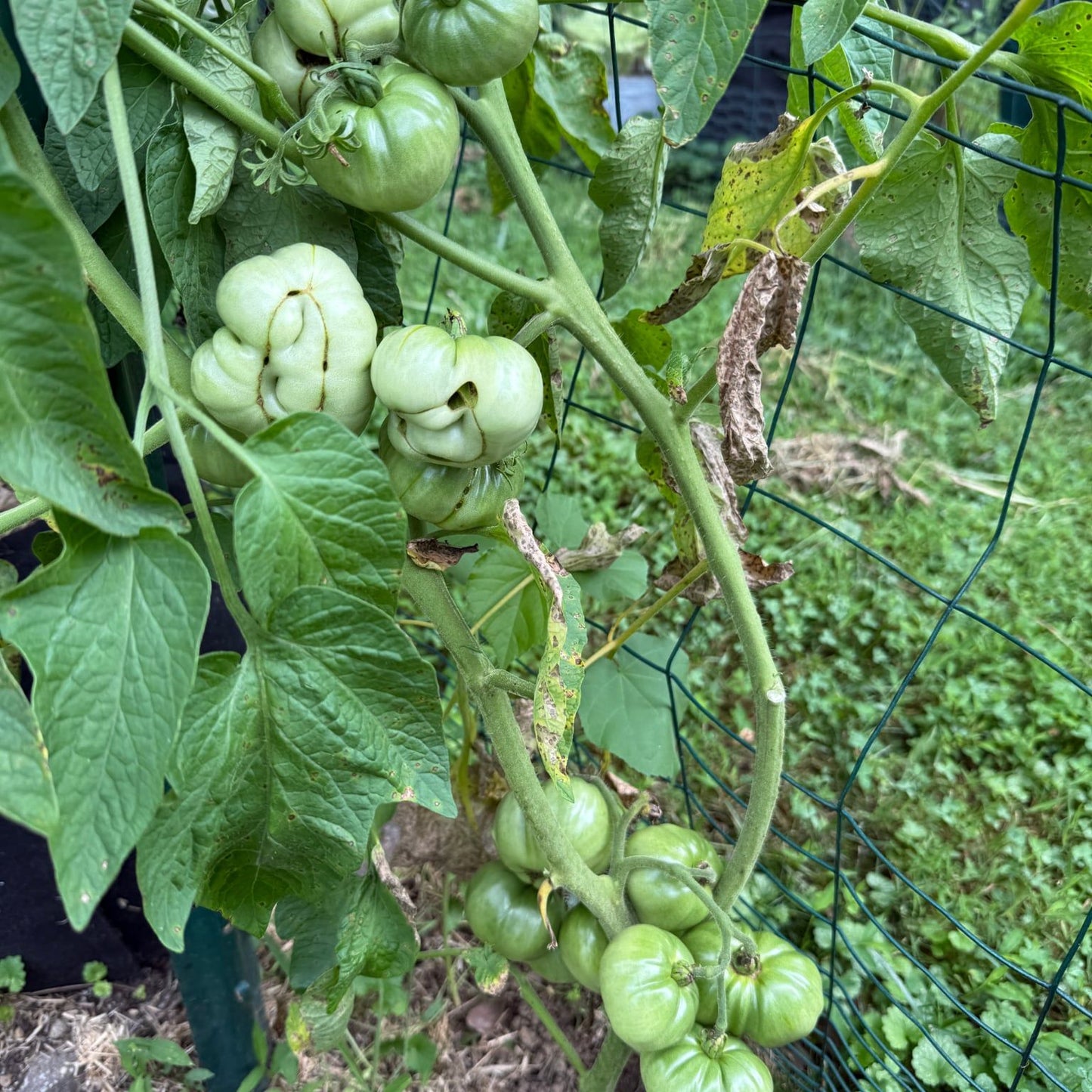 BEN GANTZ TOMATO SEEDS
