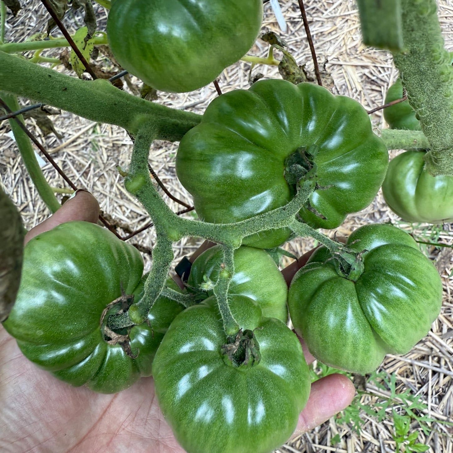 GREEN PRINCE RUFFLED TOMATO SEEDS