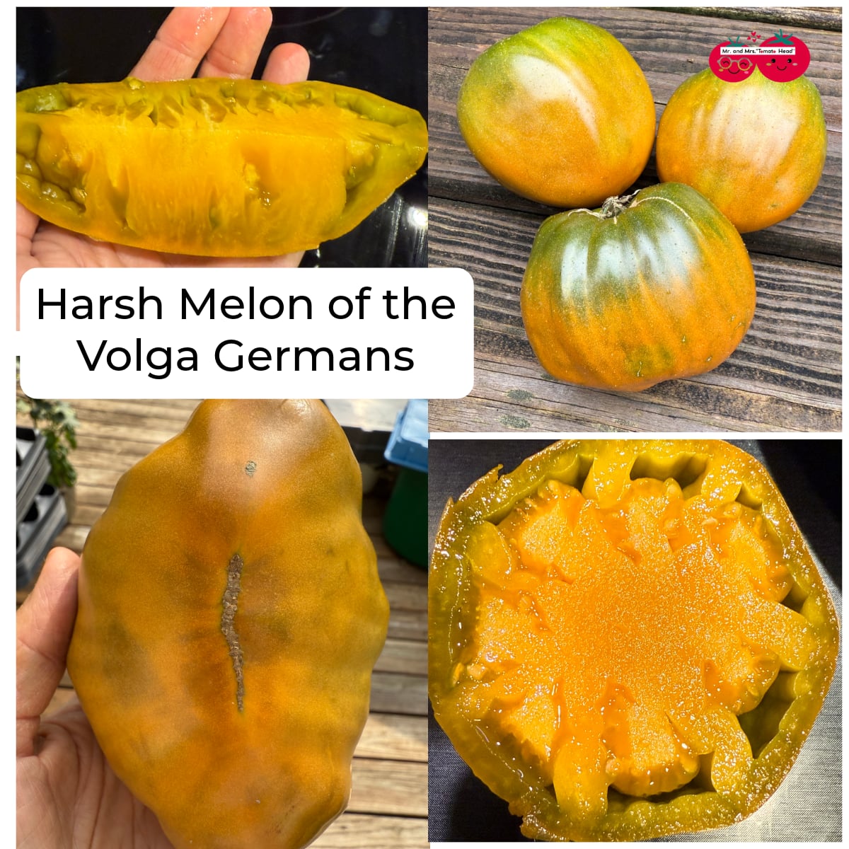 HARSH MELON of the VOLGA GERMANS