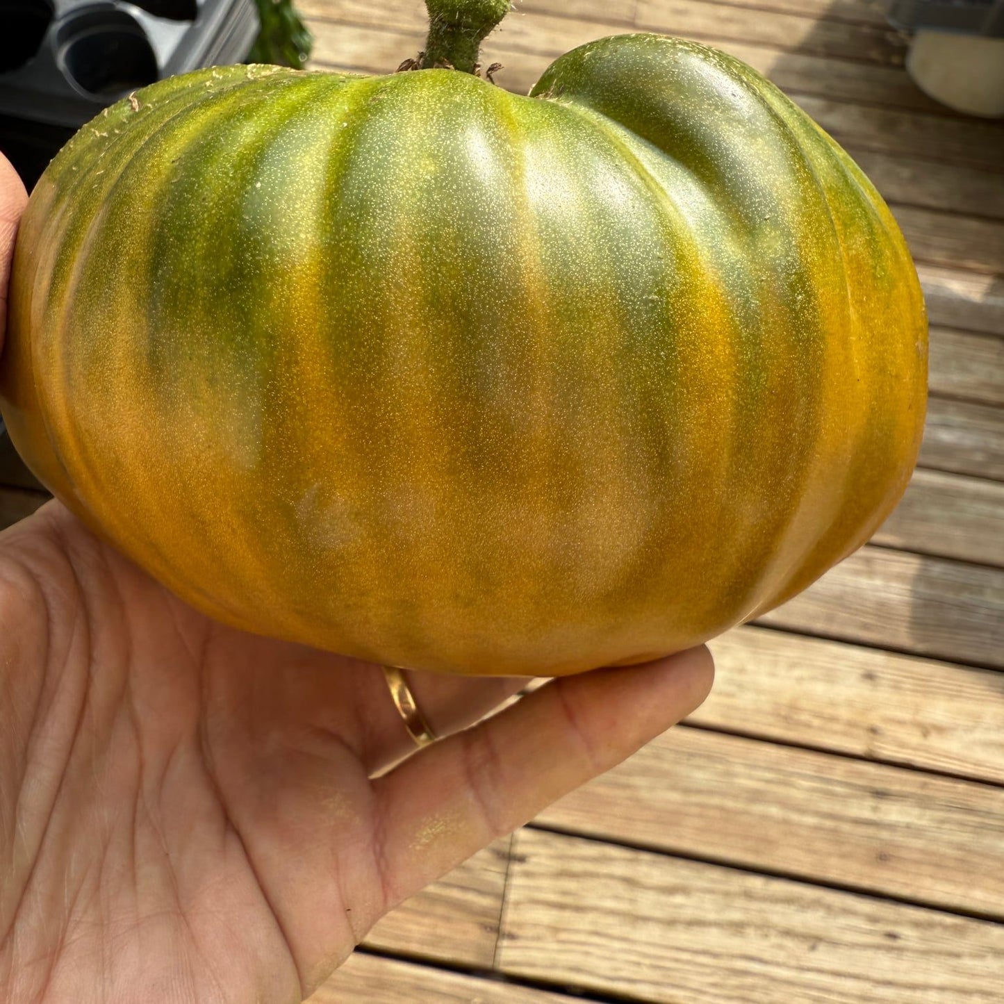 HARSH MELON of the VOLGA GERMANS