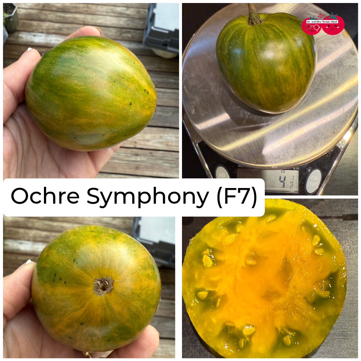 OCHRE SYMPHONY TOMATO SEEDS