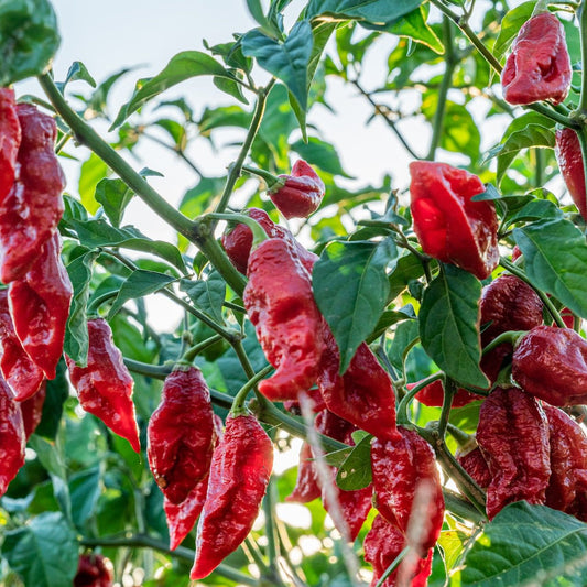 NAGA MORICH PEPPER SEEDS