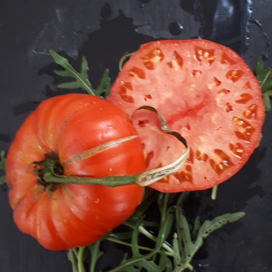 KOZULA 121 TOMATO SEEDS