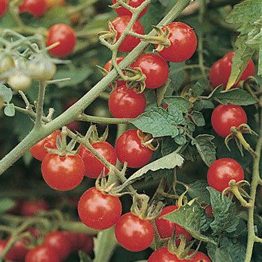 Matt’s Wild Cherry Tomato Seeds