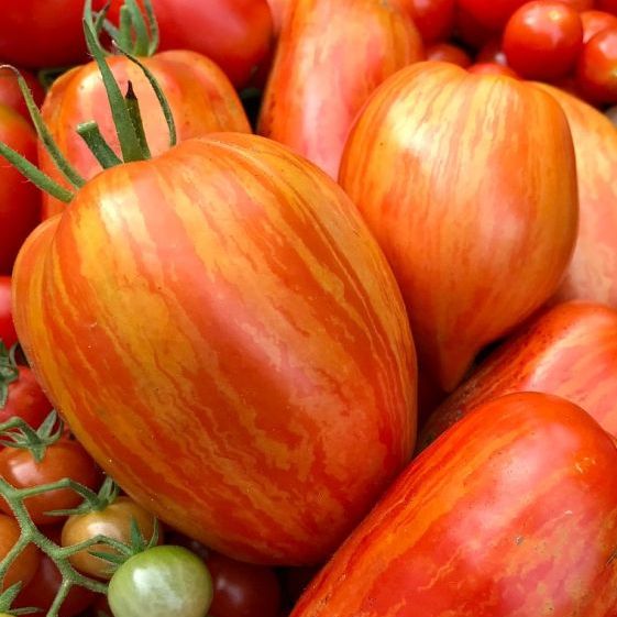 SPECKLED ROMAN TOMATO SEEDS