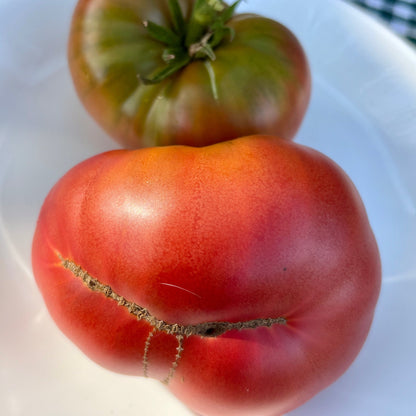 WILD FRED DWARF TOMATO SEEDS