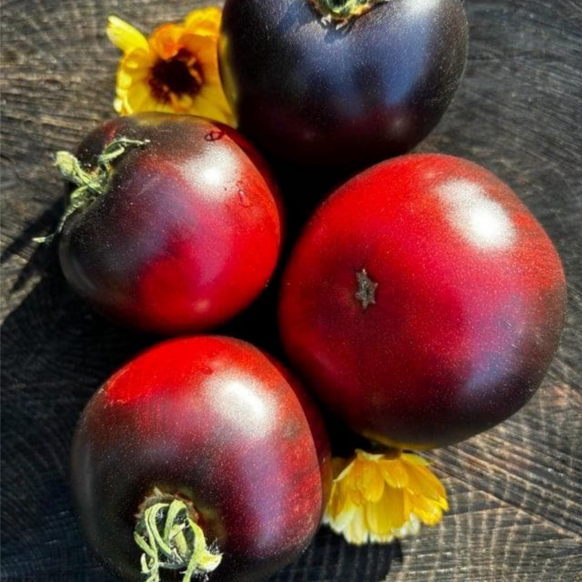 table rose seeds GONDWANA ROSE DWARF TOMATO SEEDS – Secret Seed Cartel