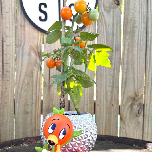 ORANGE DREAM MICRO DWARF TOMATO SEEDS