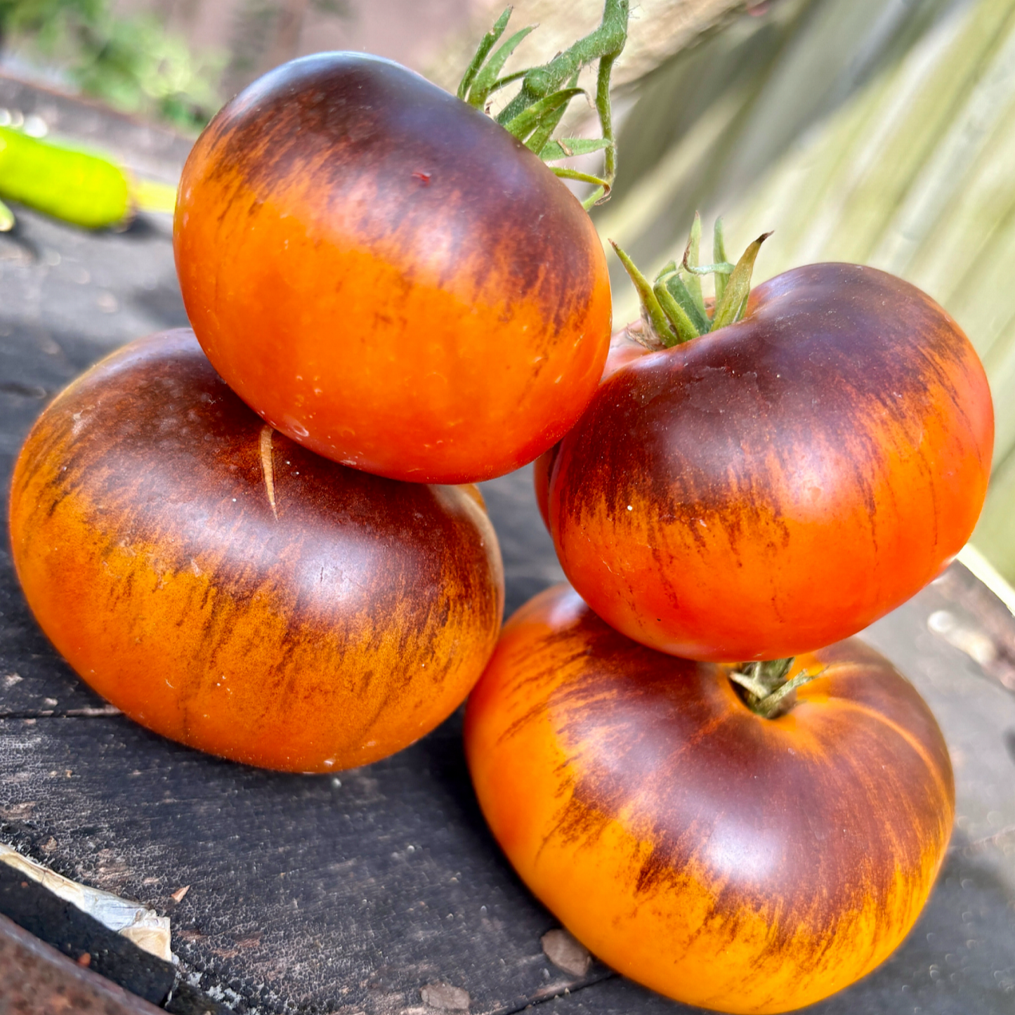 CHUPA CHUPS TOMATO SEEDS