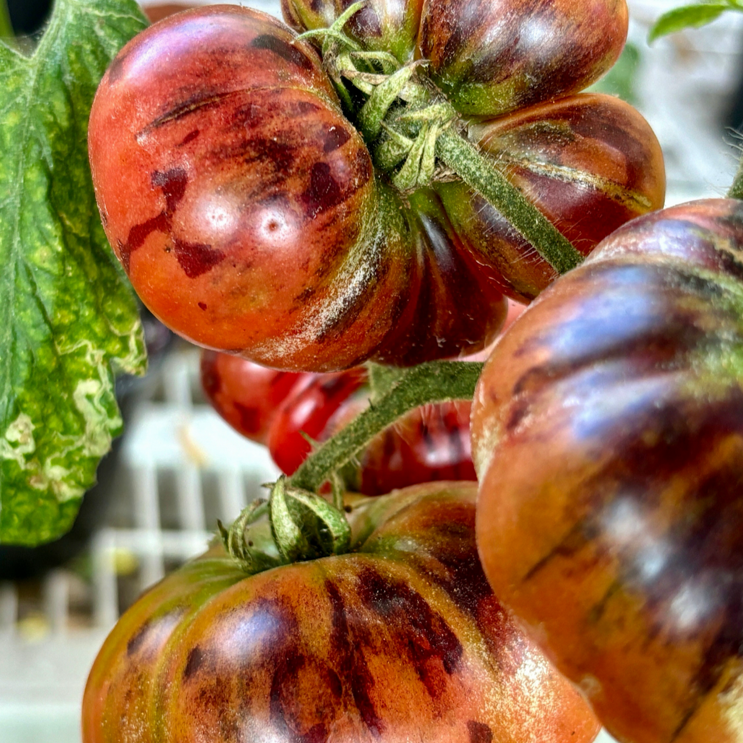CHUPA CHUPS PINK TOMATO SEEDS