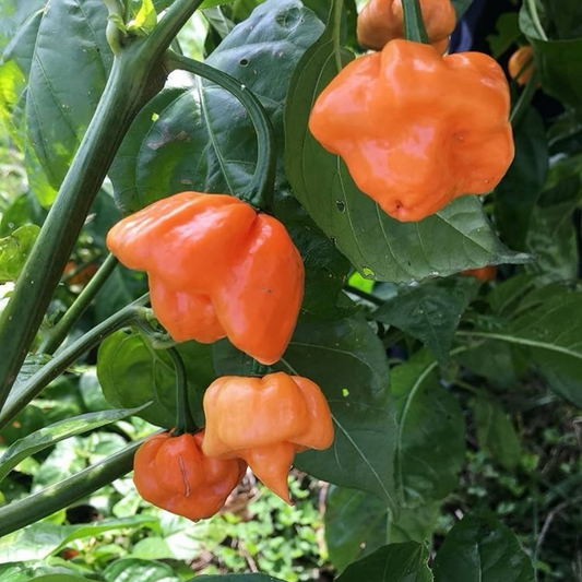 BAHAMIAN GOAT PEPPER SEEDS