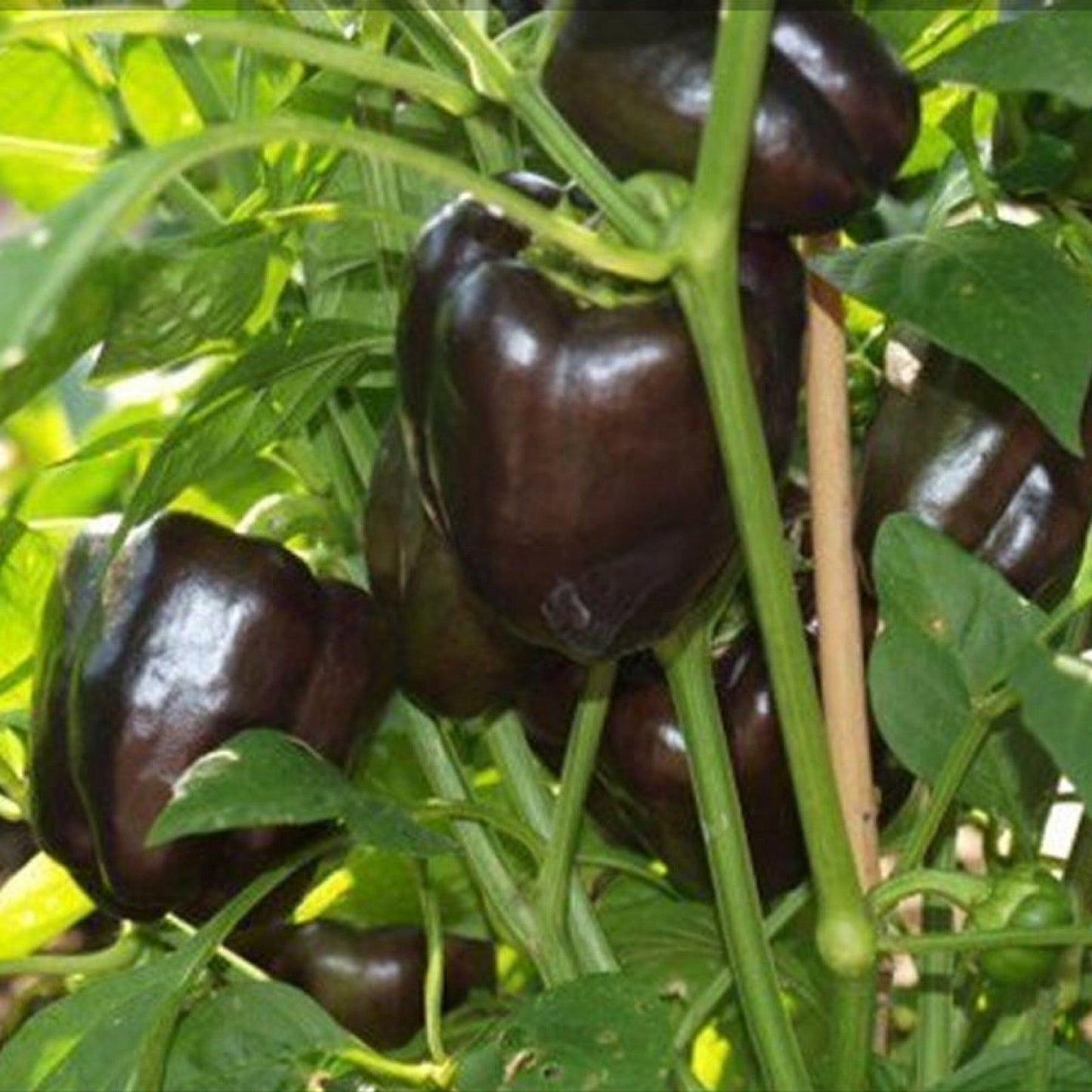 CHOCOLATE BEAUTY BELL PEPPER SEEDS