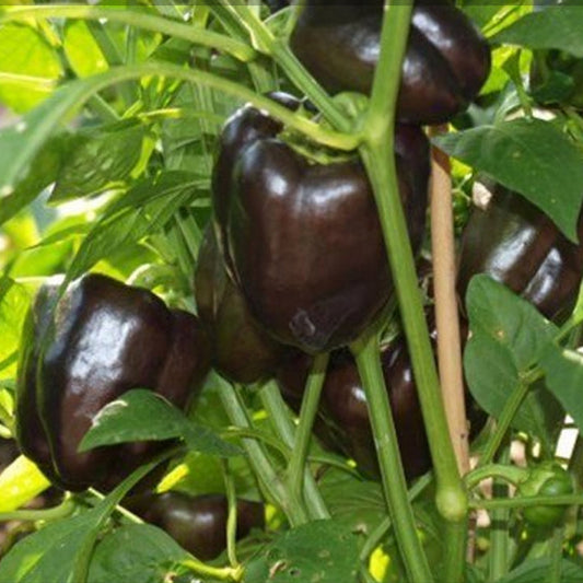 CHOCOLATE BEAUTY BELL PEPPER SEEDS