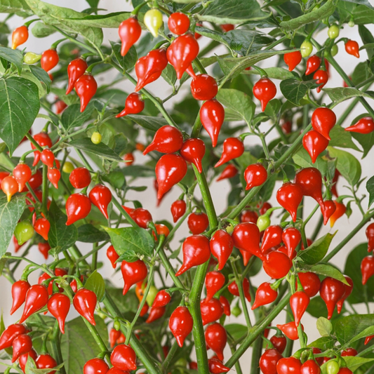 BIQUINHO RED PEPPER SEEDS