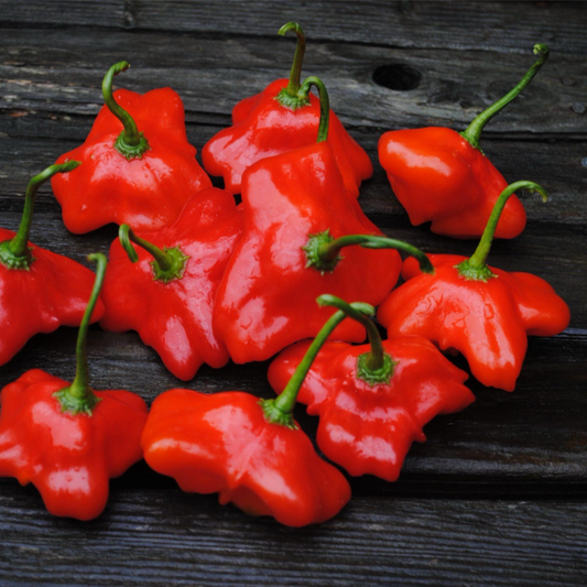 UBATUBA CAMBUCI PEPPER SEEDS