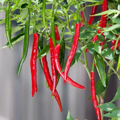 DRAGON CAYENNE PEPPER SEEDS